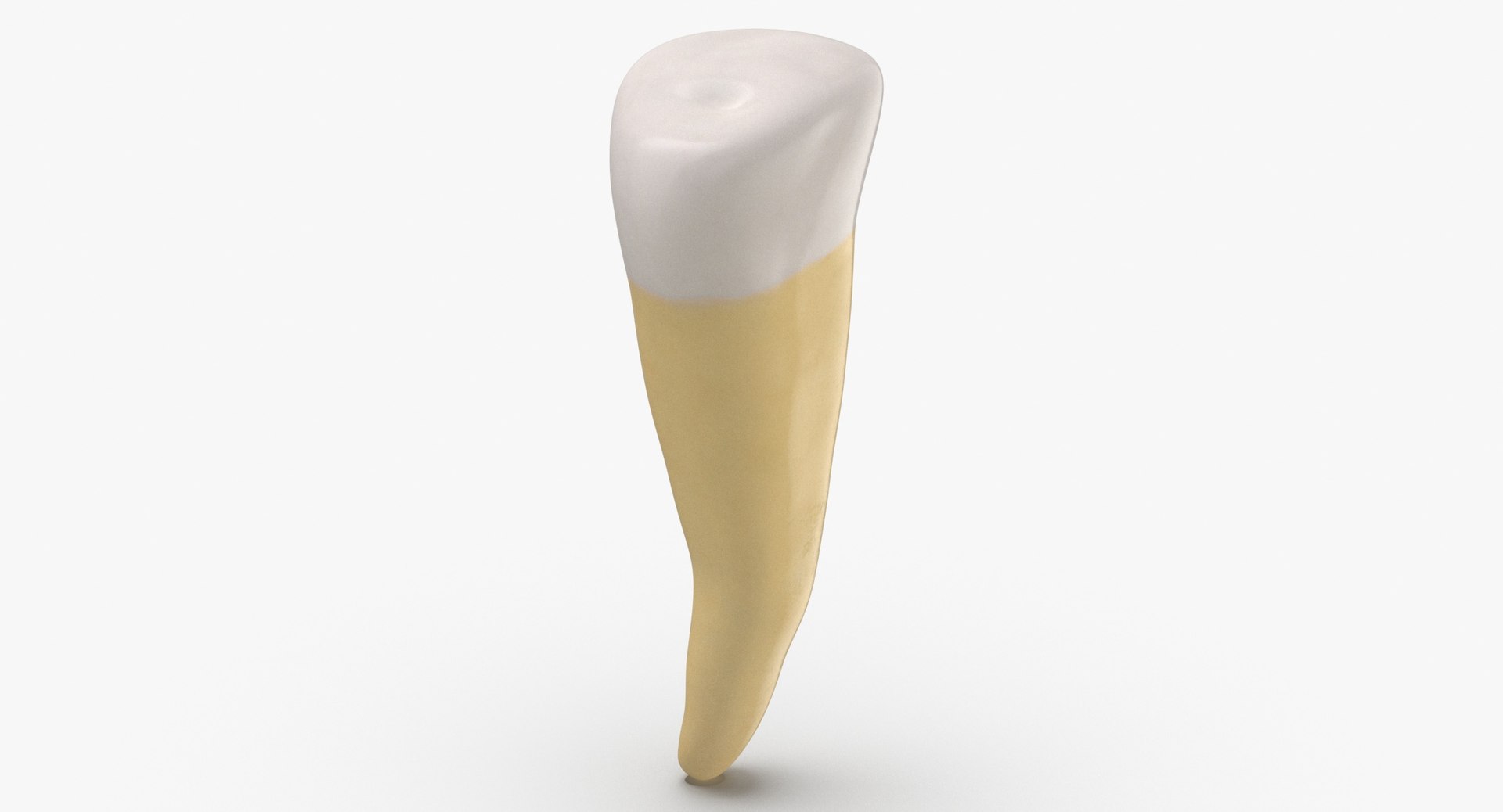Second Premolar Lower Jaw 3D Model - TurboSquid 1573511