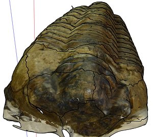 maya fossilized trilobite