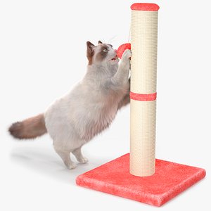 Ragdoll Cat Playing with Scratching Post Fur