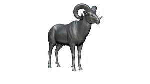 argali 3D