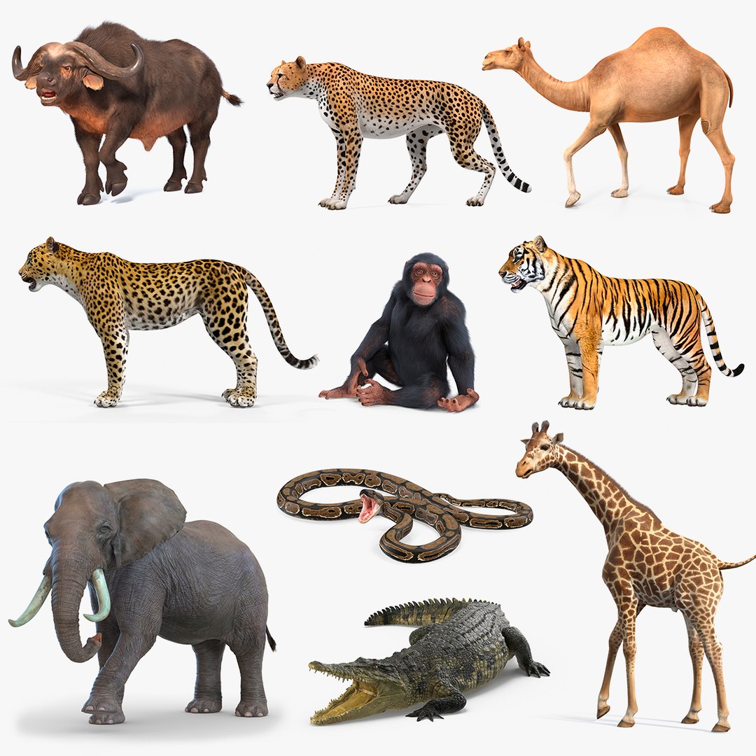 Rigged African Animals Collection 7 3D model preview