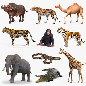 Rigged African Animals Collection 7