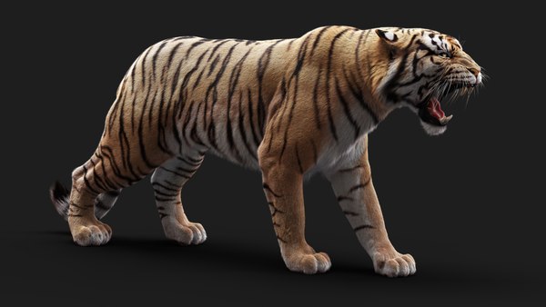Bengal Tiger Rig