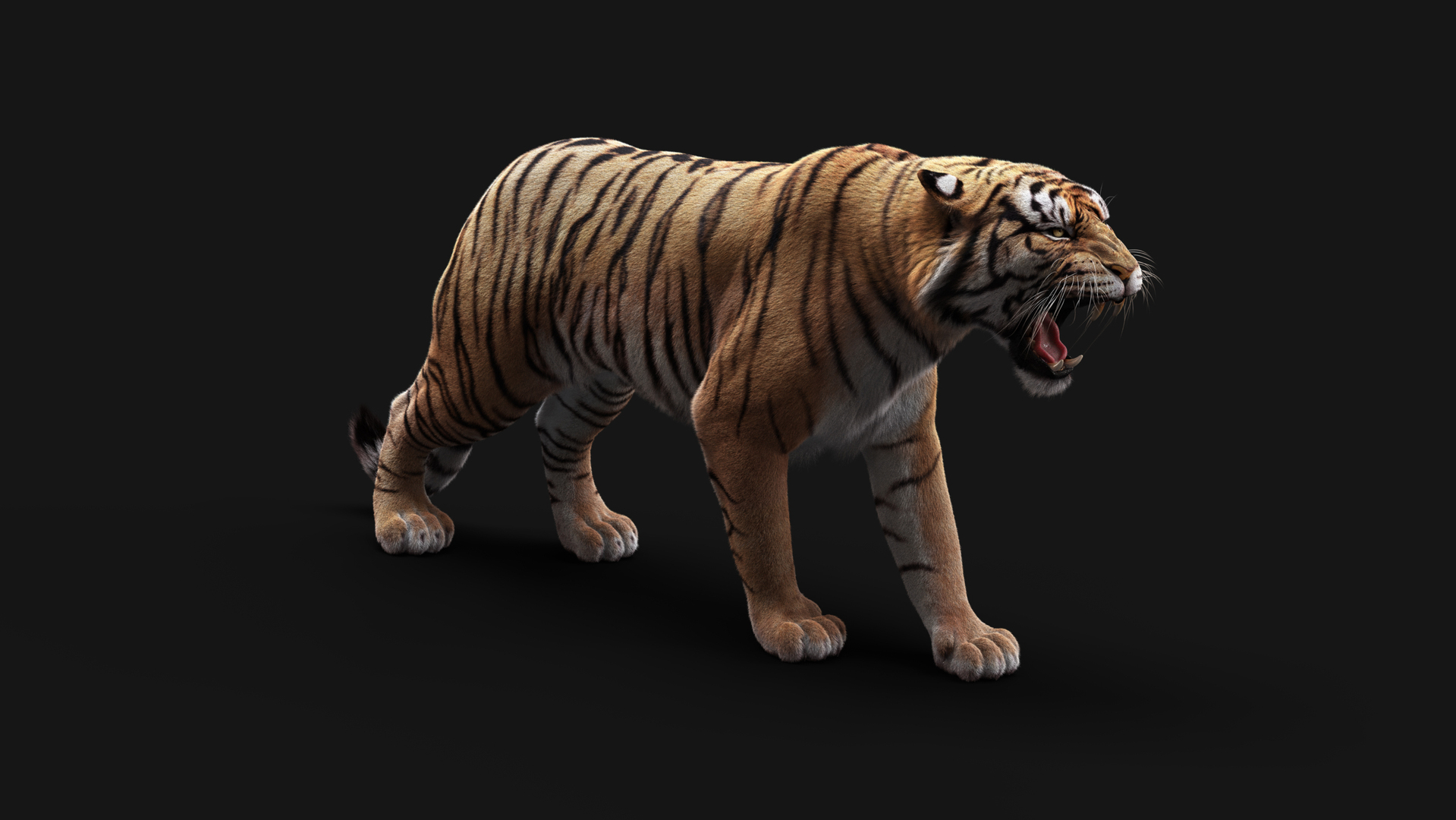Tiger Roaring 3D model - Download Animals on