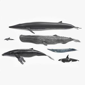 Whales