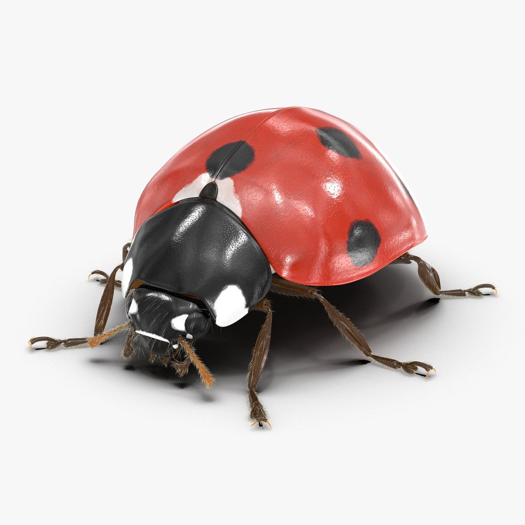 LadyBug with Fur 3D model preview