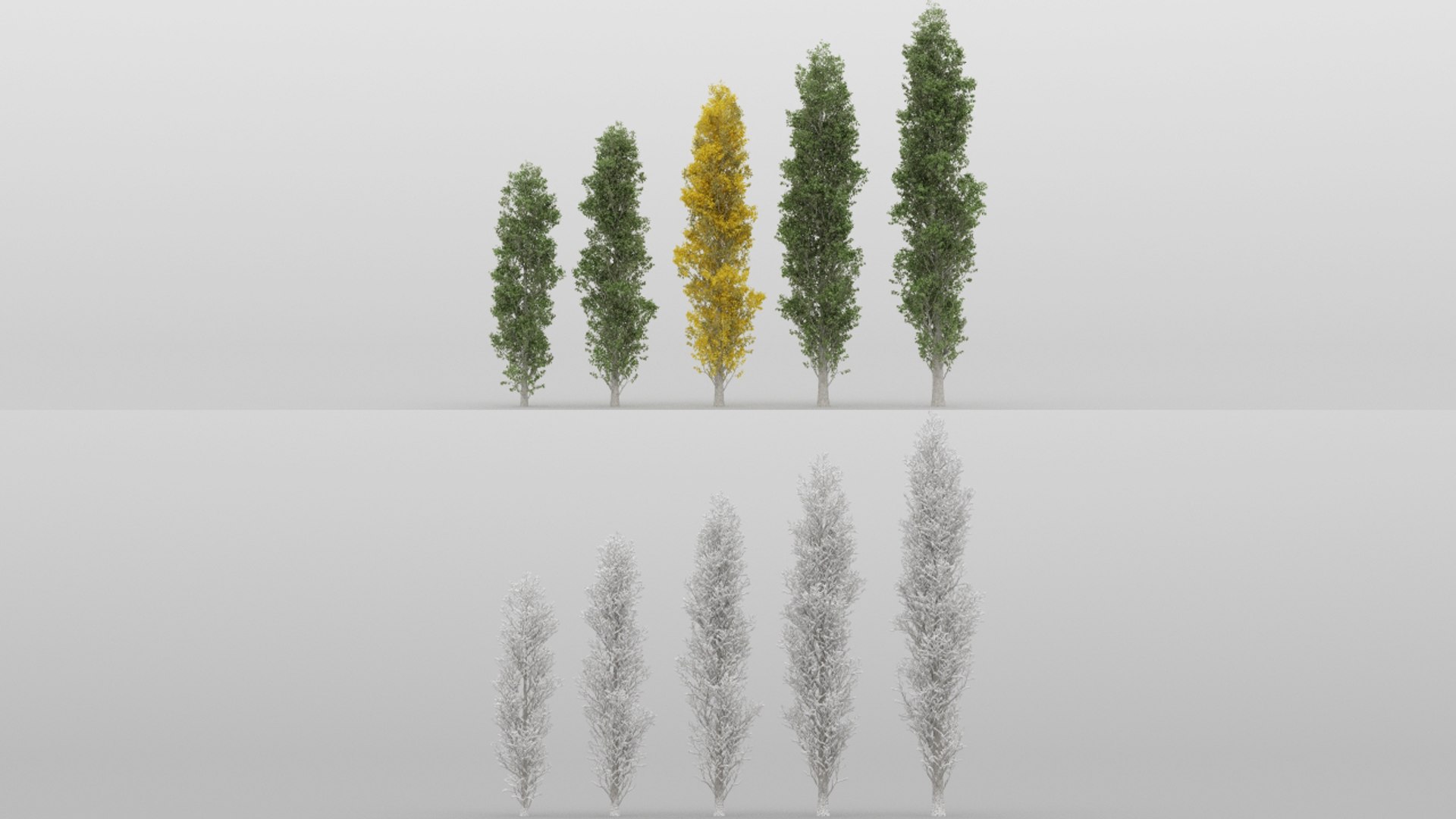 Populus Nigra Trees 5 3d Max