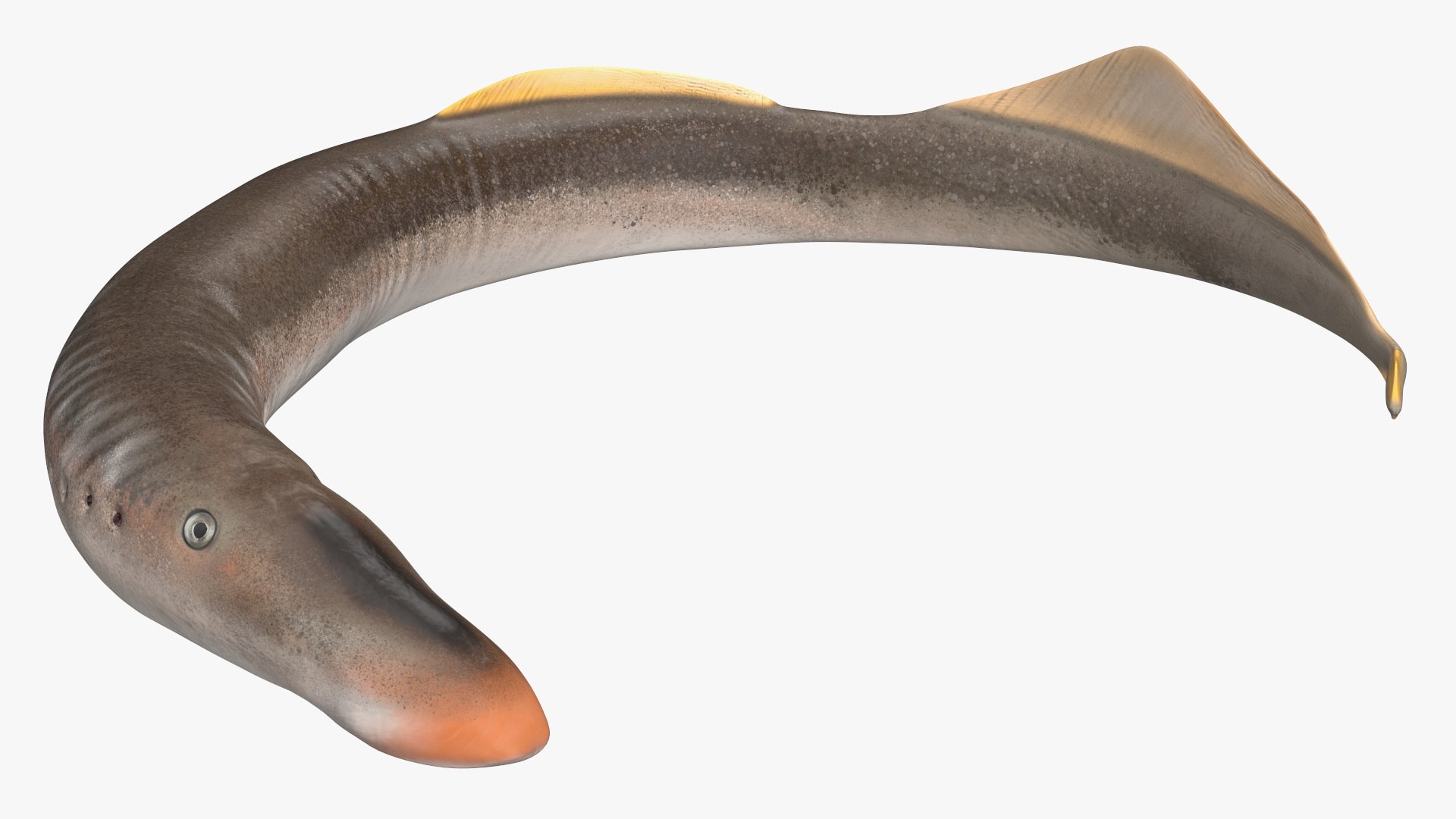 3D Model Lamprey Rigged - TurboSquid 2189674
