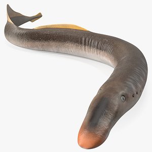 Lamprey Rigged