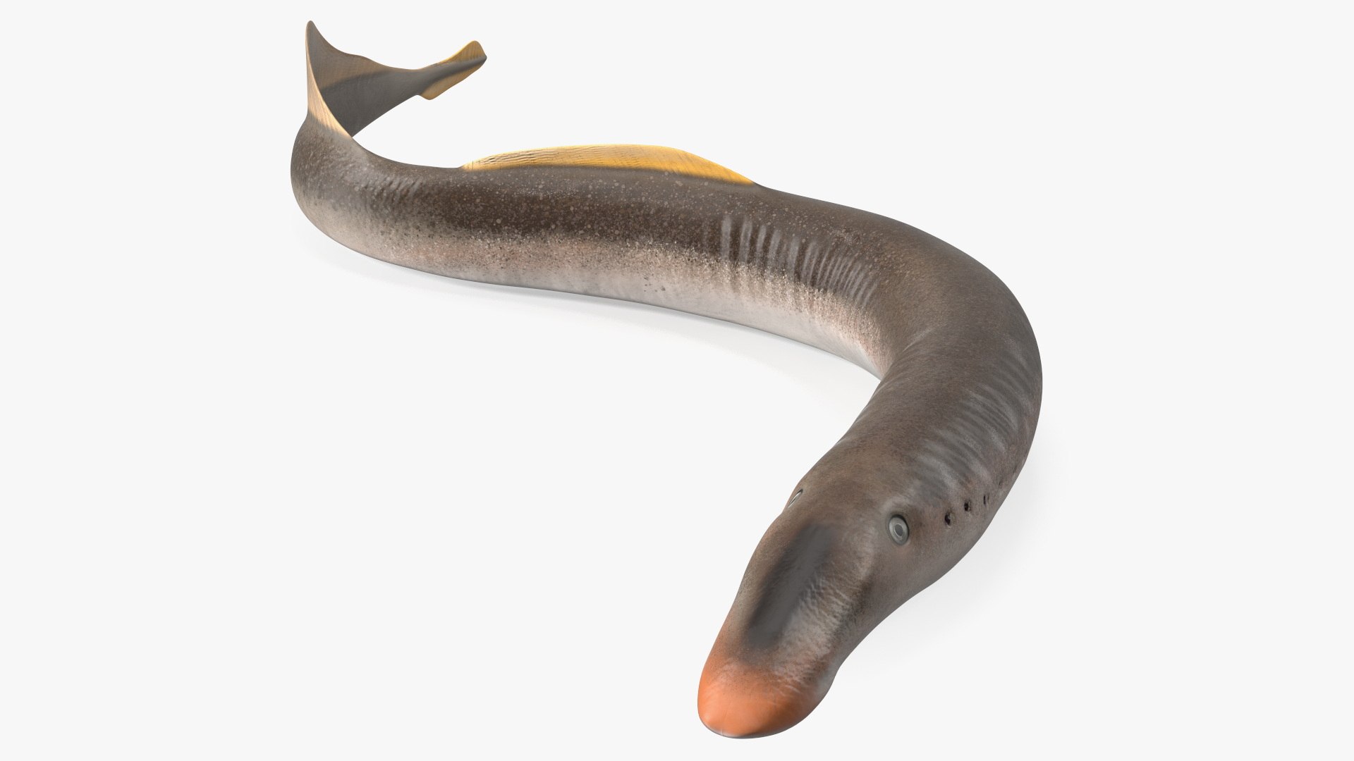 Lamprey Rigged 3D model preview