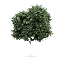 Field maple (Acer campestre)