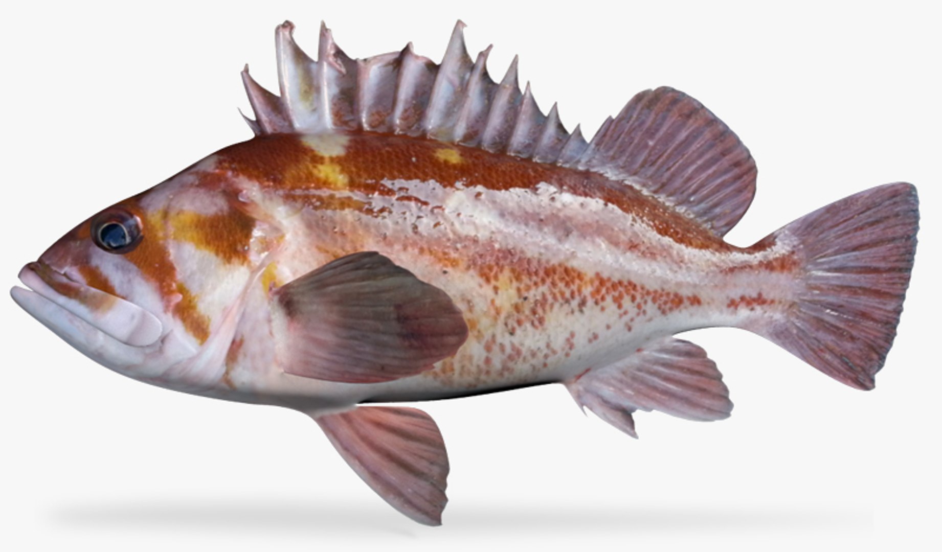 Copper Rockfish 3d Model