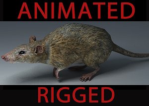 rat