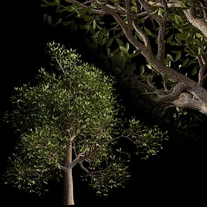 tree01