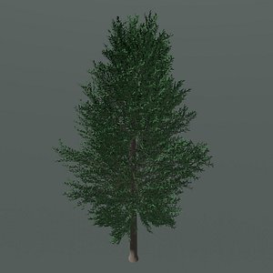 Tree 24L09 3D model