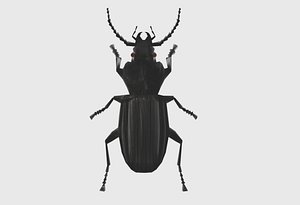Low Poly Beetle 3D model