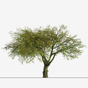 Set of Brachychiton acerifolius or Flame bottletree Tree - 2 Trees 3D model