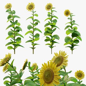 3D model Sunflower