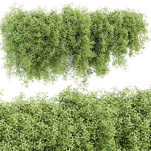 Hanging wall plants vol 171 3D