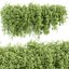 Plantes murales suspendues vol 171