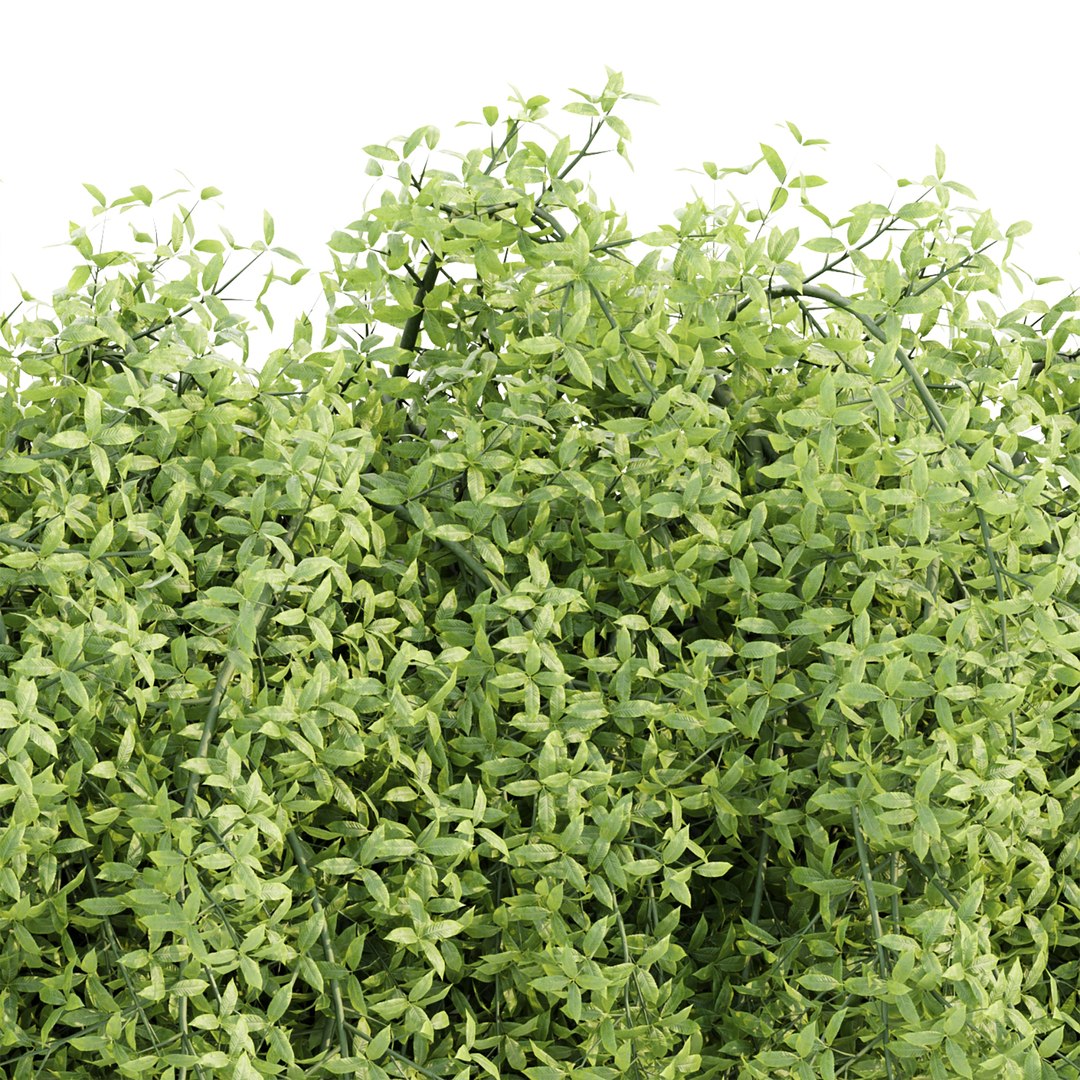 Hanging wall plants vol 171 3D https://p.turbosquid.com/ts-thumb/nH/K1Je0b/bi/2/jpg/1671560768/1920x1080/fit_q87/be1cca30b8582aebdae7e519cc715e39aaa73d2d/2.jpg