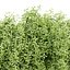 Plantes murales suspendues vol 171