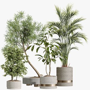 AV Indoor Plants Set 260 Areca Majesty Palm and Japandi Ficus Dracaena Marginata and Mission Olive model