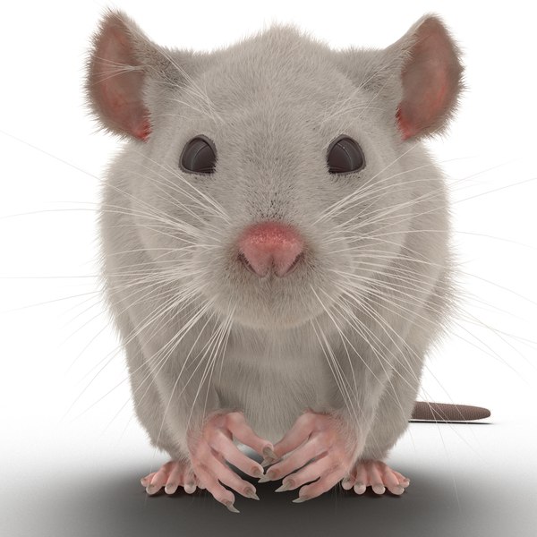 3d white rat rigged