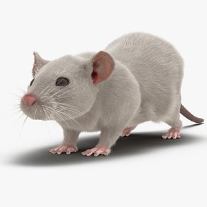 White Rat Rigged