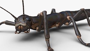 Stick insect
