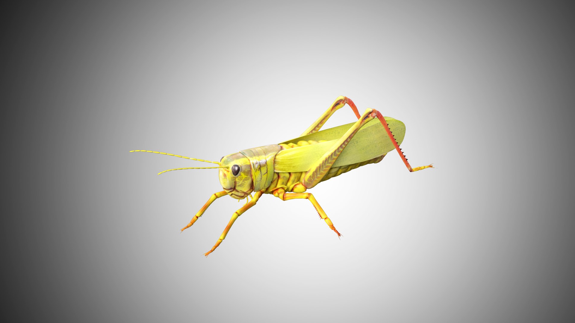 3D rigged model https://p.turbosquid.com/ts-thumb/nH/glykPg/MroYUHNi/grasshopper01/jpg/1599248277/1920x1080/fit_q87/e9facffdb8440f7c878bd775191b3c47d7d0b026/grasshopper01.jpg