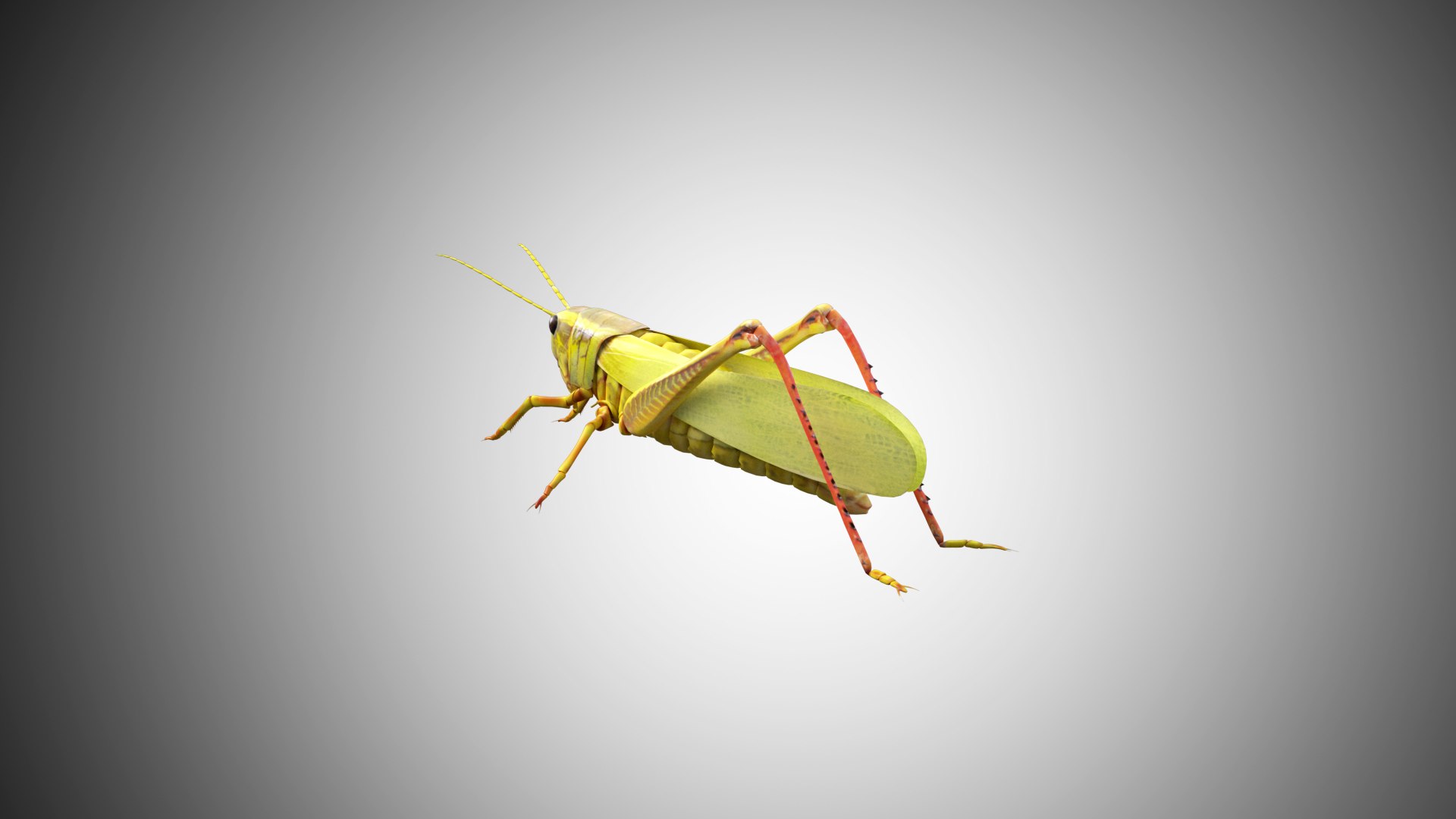 3D rigged model https://p.turbosquid.com/ts-thumb/nH/glykPg/O3KVPgXN/grasshopper04/jpg/1599248278/1920x1080/fit_q87/fe8e6b591004882bfcee63d1204252554cd15755/grasshopper04.jpg