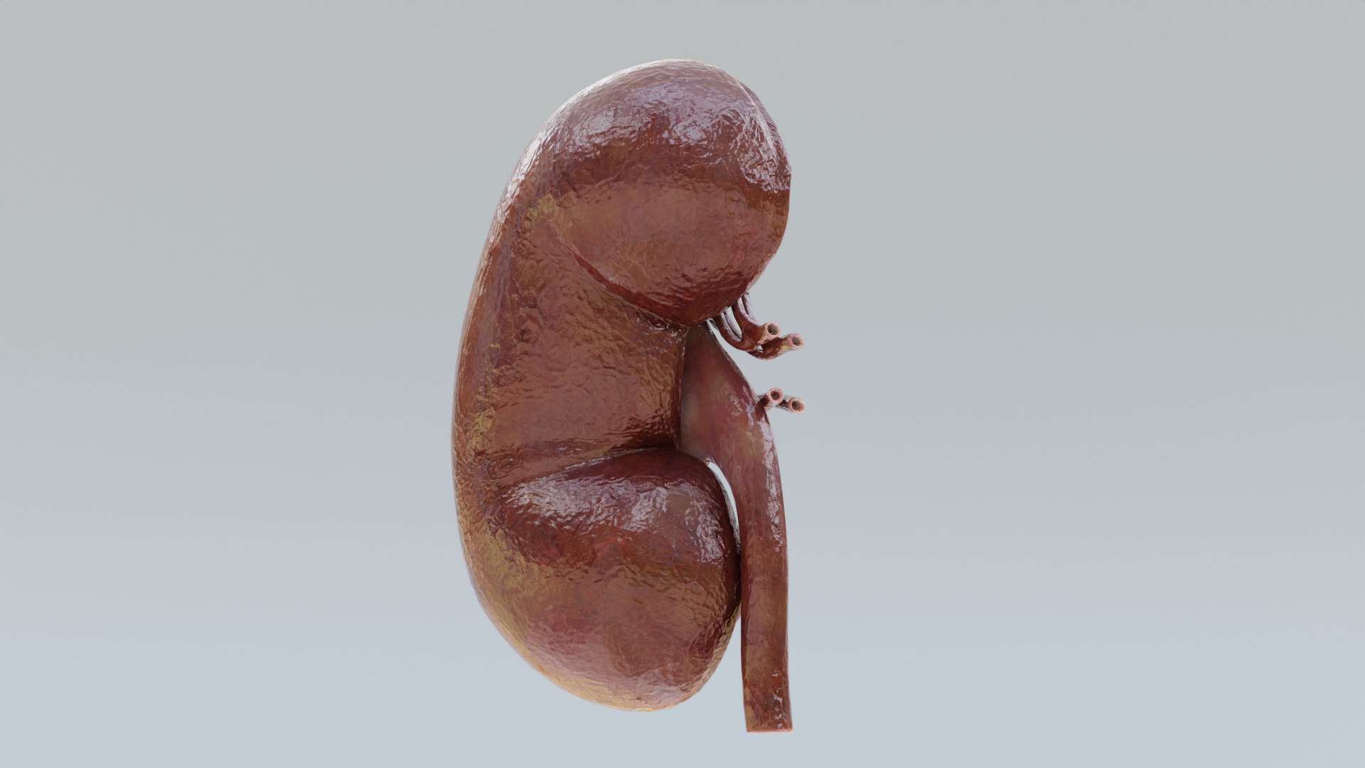 Realistic Kidney Section Model - TurboSquid 2026489