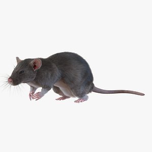 Rat Pose 4 3D Model