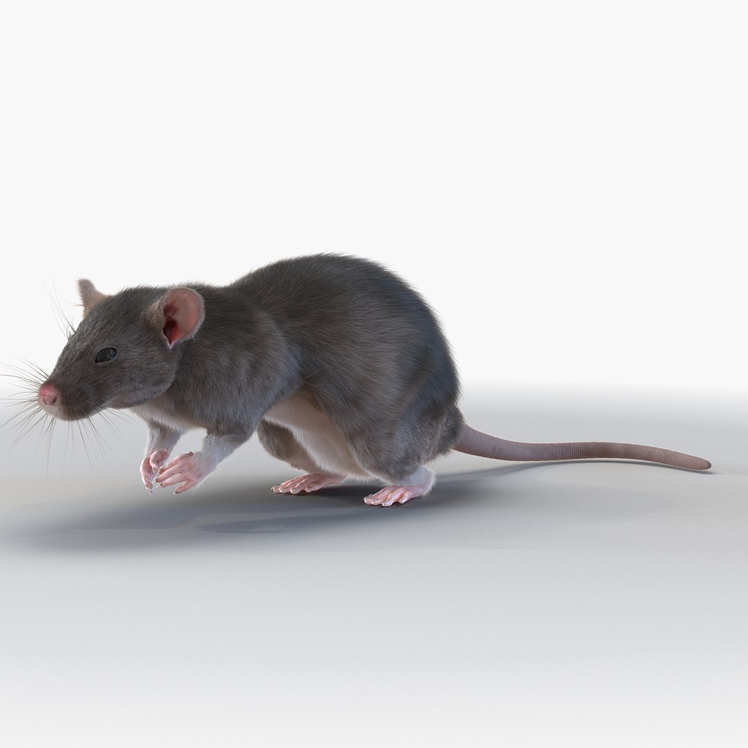 max rat pose 4 https://p.turbosquid.com/ts-thumb/nH/mnNPsG/UQshVRb4/3dmodelofrat02/jpg/1447337651/1920x1080/fit_q87/6e7db2cc5a8888980fb5e2a721e89538334e21d7/3dmodelofrat02.jpg
