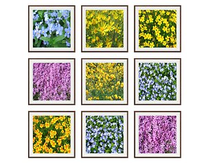 3D pictures flowers photo