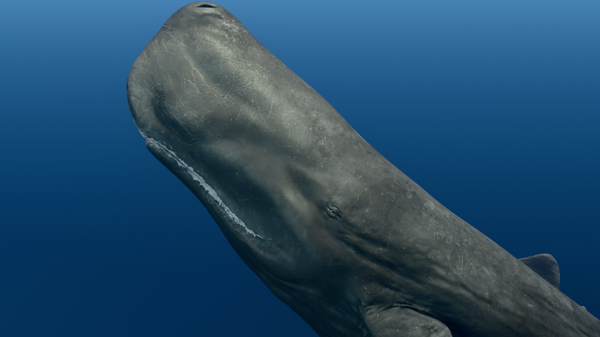 Sperm Whale Animated Low-poly 3D model 3D model https://p.turbosquid.com/ts-thumb/nI/JS4Vjo/5C/render3/png/1757994627/1920x1080/fit_q87/1a08235419c98af53c0662ccc9f956027facd1b6/render3.jpg