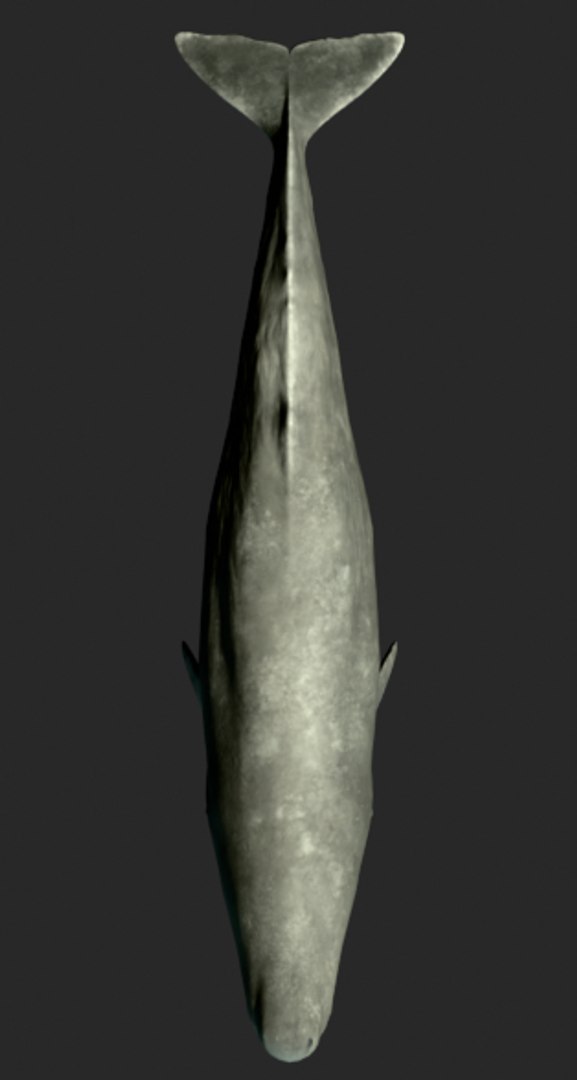 Sperm Whale Animated Low-poly 3D model 3D model https://p.turbosquid.com/ts-thumb/nI/JS4Vjo/5N/capturadepantalla20250827045836/png/1757994725/1920x1080/fit_q87/0f226c36f1761294d3862a572ea8b10417b5a64e/capturadepantalla20250827045836.jpg
