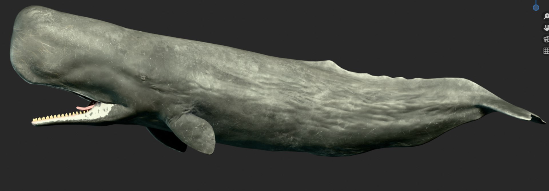 Sperm Whale Animated Low-poly 3D model 3D model https://p.turbosquid.com/ts-thumb/nI/JS4Vjo/5R/capturadepantalla20250827050708/png/1757994804/1920x1080/fit_q87/9fcd9818015d2b28ff4d08a495d56b1044fe080c/capturadepantalla20250827050708.jpg