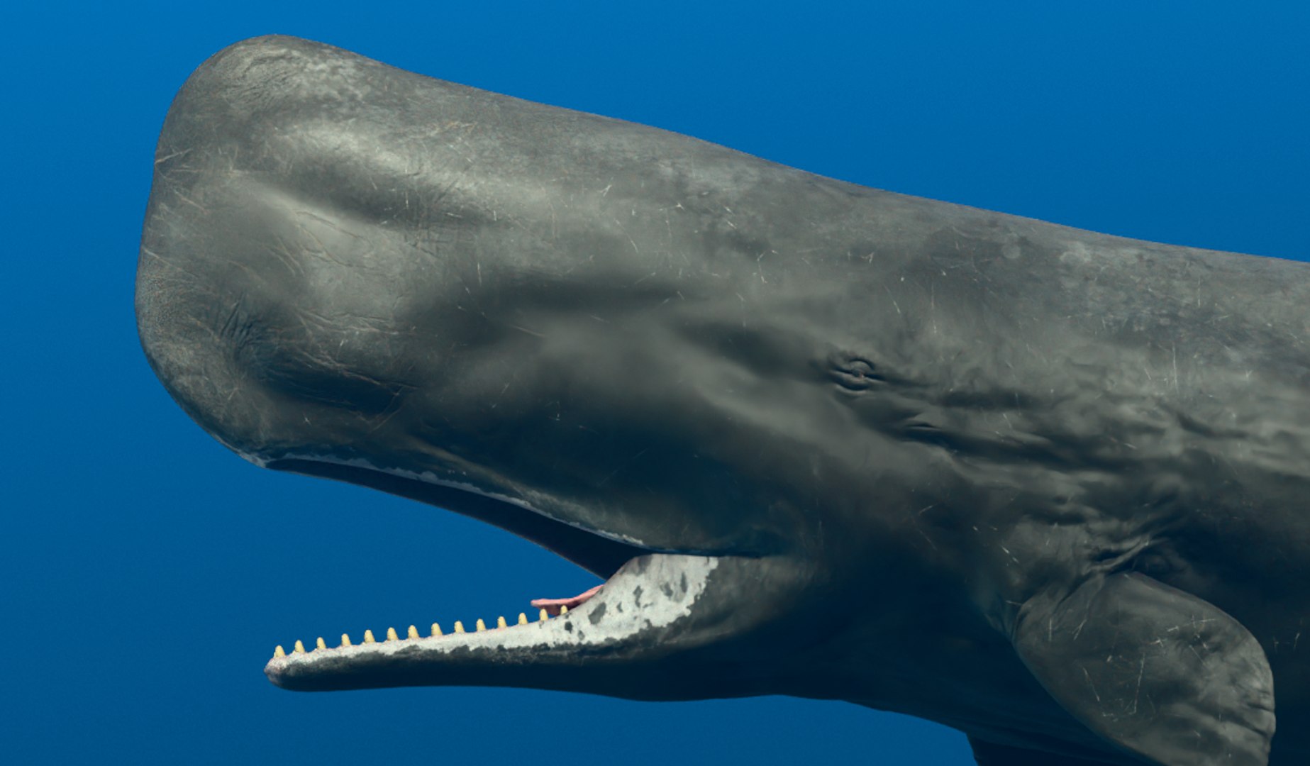 Sperm Whale Animated Low-poly 3D model 3D model https://p.turbosquid.com/ts-thumb/nI/JS4Vjo/FF/capturadepantalla20250827051200/png/1757994724/1920x1080/fit_q87/7ae24ce5cc4973137857e4bd96e5da24516ced49/capturadepantalla20250827051200.jpg