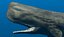 Sperm Whale Animated Low-poly 3D model