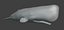 Sperm Whale Animated Low-poly 3D model