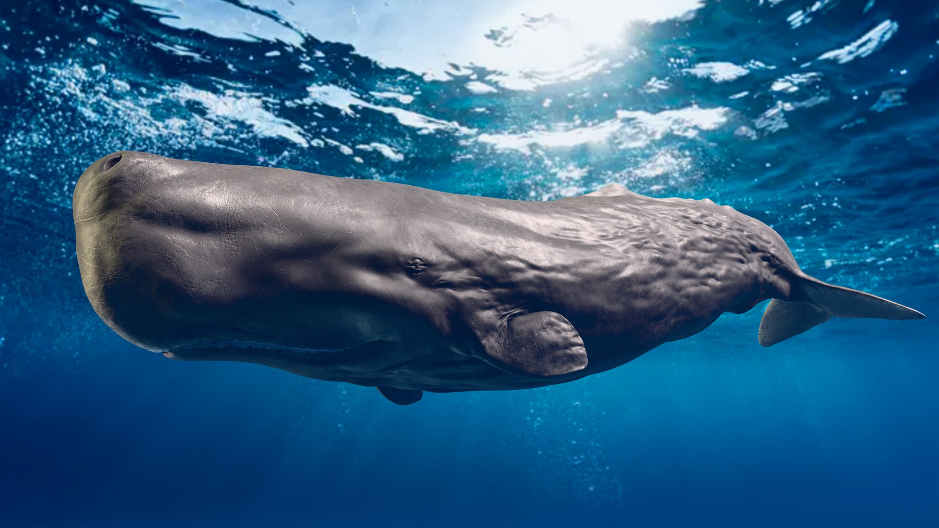 Sperm Whale Animated Low-poly 3D model 3D model https://p.turbosquid.com/ts-thumb/nI/JS4Vjo/OF/render7/png/1757994627/1920x1080/fit_q87/5828ed729ad292da86d17b1a0d5906dd5a34c03a/render7.jpg