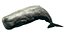 Sperm Whale Animated Low-poly 3D model