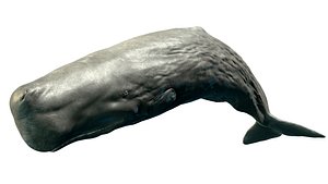 Sperm Whale Animated Low-poly 3D model