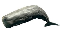 Sperm Whale Animated Low-poly 3D model
