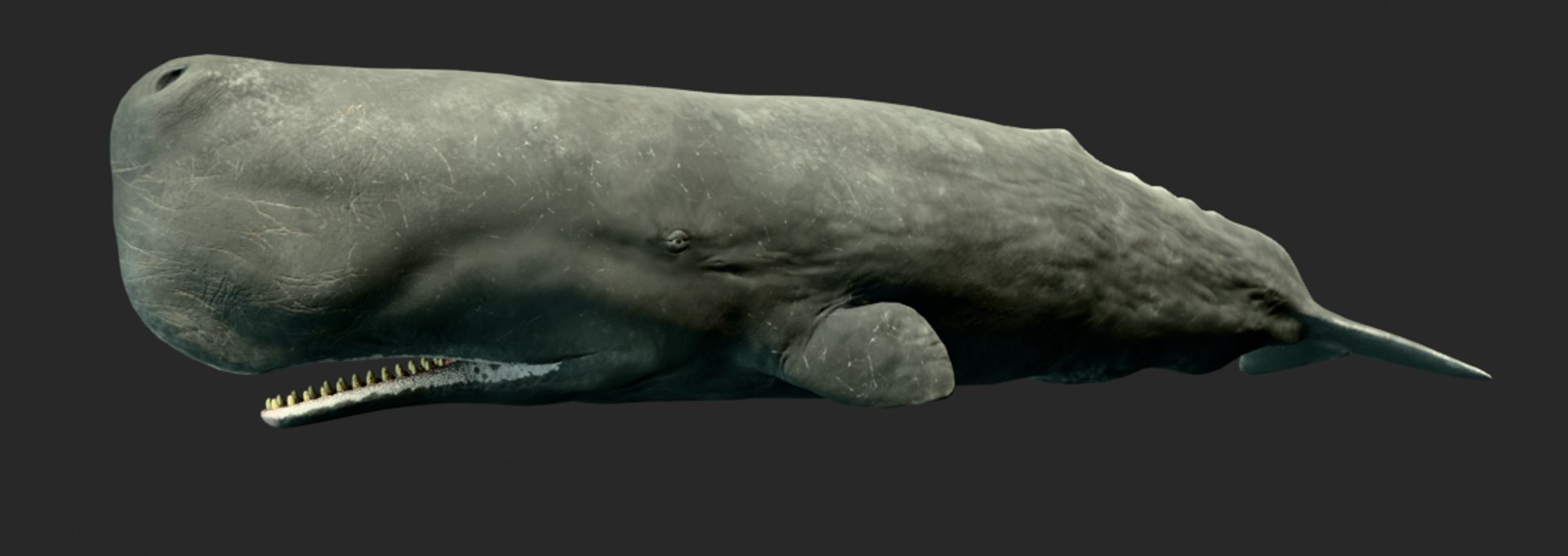 Sperm Whale Animated Low-poly 3D model 3D model https://p.turbosquid.com/ts-thumb/nI/JS4Vjo/WP/capturadepantalla20250827045832/png/1757994725/1920x1080/fit_q87/bd24317aeef6bfd183393978322c22d1d98f1659/capturadepantalla20250827045832.jpg