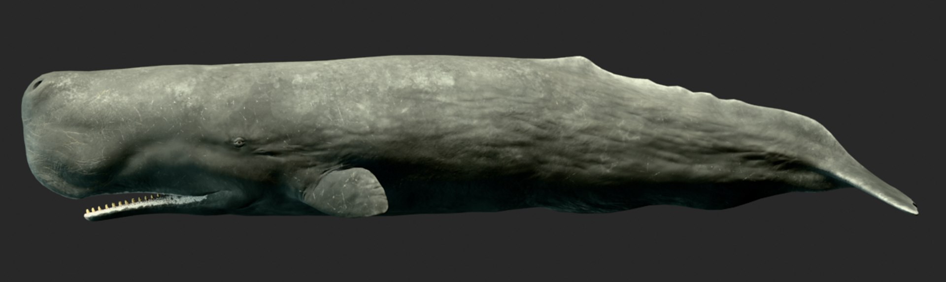 Sperm Whale Animated Low-poly 3D model 3D model https://p.turbosquid.com/ts-thumb/nI/JS4Vjo/Y1/capturadepantalla20250827045822/png/1757994719/1920x1080/fit_q87/30ed0cf3043941187a42336b4e814e9cf9463ae7/capturadepantalla20250827045822.jpg