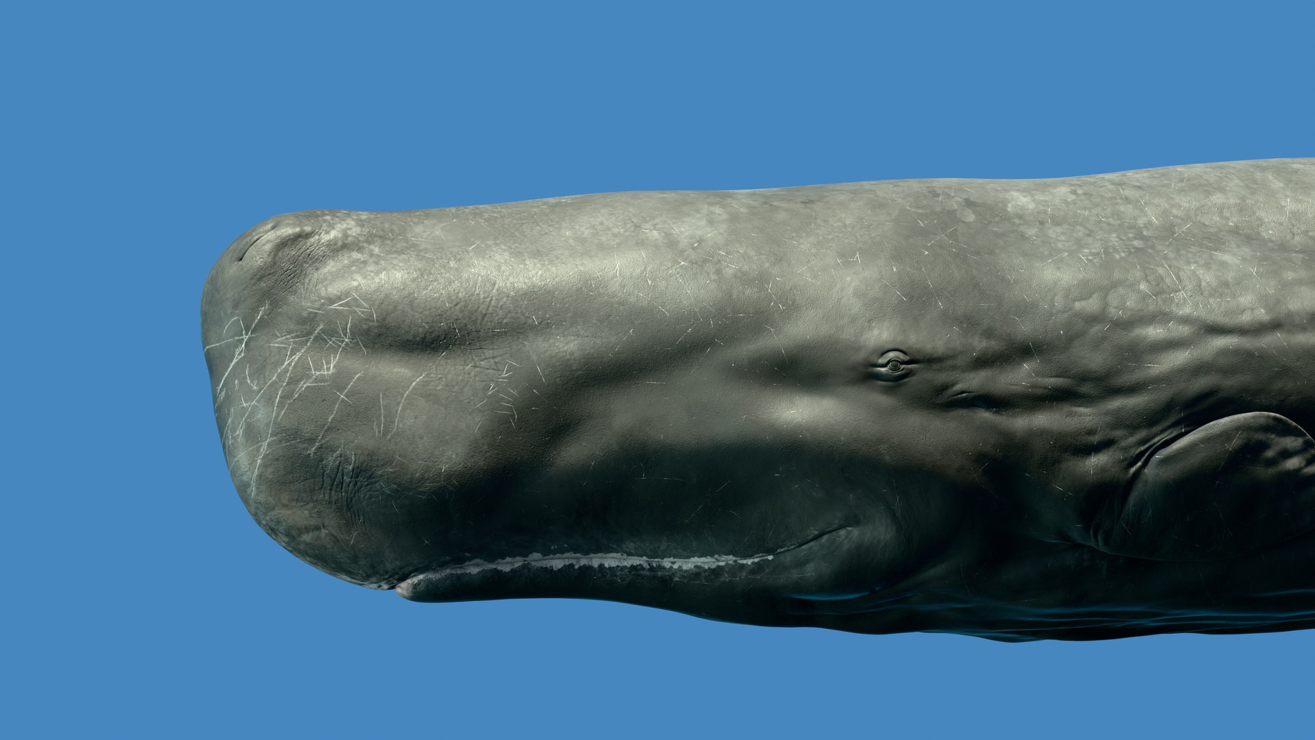 Sperm Whale Animated Low-poly 3D model 3D model https://p.turbosquid.com/ts-thumb/nI/JS4Vjo/b9/render2/png/1757994626/1920x1080/fit_q87/5868ed6977544bb8c850270a5386c35fe22e8f46/render2.jpg