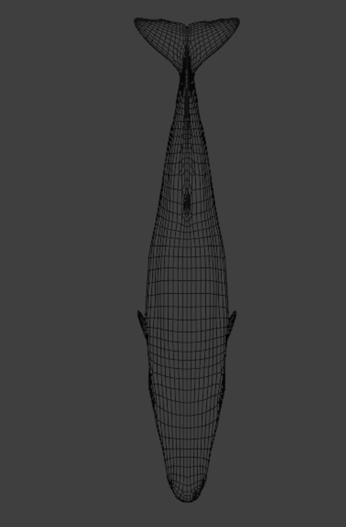 Sperm Whale Animated Low-poly 3D model 3D model https://p.turbosquid.com/ts-thumb/nI/JS4Vjo/m3/capturadepantalla20250817024326/png/1757994721/1920x1080/fit_q87/ddc03dd4fecf1aca56270e4e51e752a71d32709f/capturadepantalla20250817024326.jpg